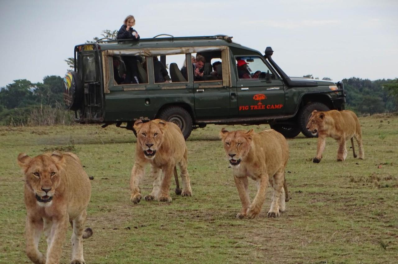 Готель Fig Tree Camp - Maasai Mara Talek Екстер'єр фото